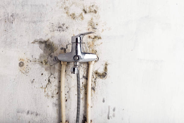 Best Industrial Mold Remediation in Franklin Lakes, NJ