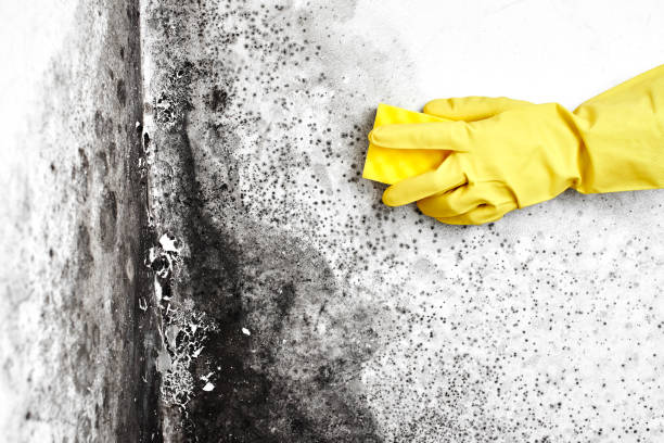 Best Localized Mold Remediation (e.g., coastal areas, humid climates) in Franklin Lakes, NJ