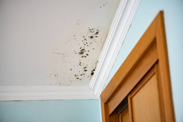 Best Black Mold Remediation in Franklin Lakes, NJ