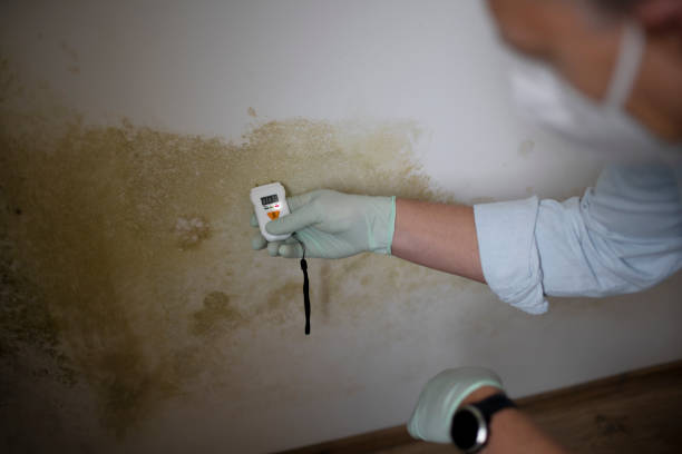 Best Residential Mold Remediation in Franklin Lakes, NJ