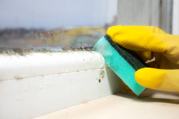 Trusted Franklin Lakes, NJ Mold Remediation Experts