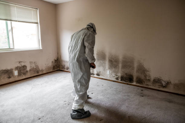 Best Health and Safety Mold Remediation in Franklin Lakes, NJ