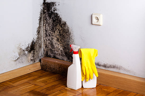 Best HVAC Mold Remediation in Franklin Lakes, NJ